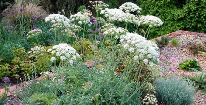 Raskovnik-Donosi-sreću-u-ljubavi-pozitivnu-energiju-napredak-u-porodici-696x347