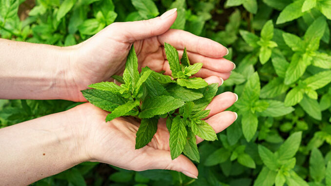 bunch-fresh-mint-female-hands