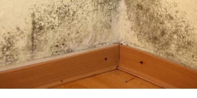 FB_IMG_1739179054920-668x334