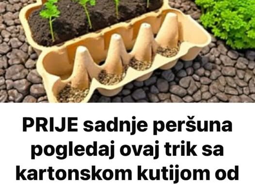 480671096_1209163320572621_1791618986630427670_n