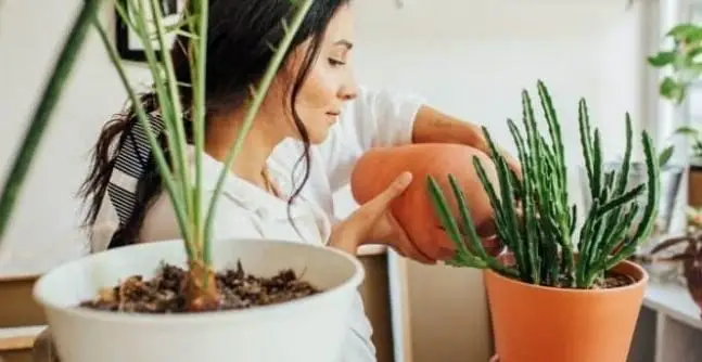 1711699203-reusing-plant-drainage-water-750x430-690x480-1-647x334 (1)