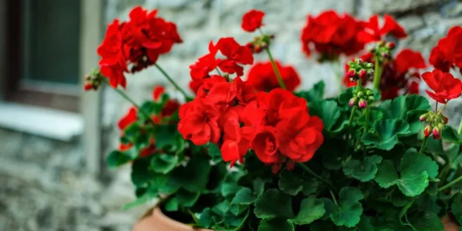 1746126852-339571-shutterstock-423414625-ff-690x480-1-668x334