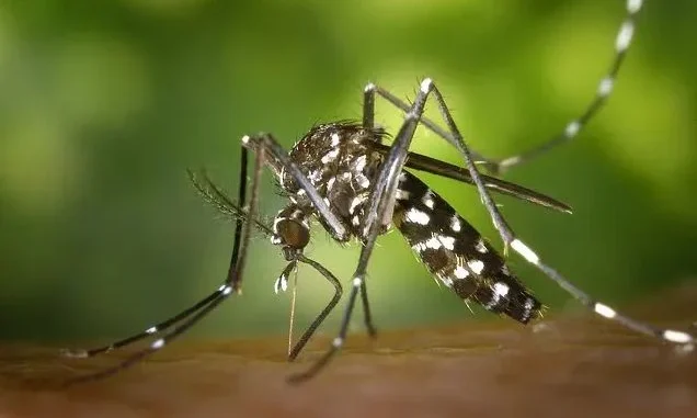 1783584836-mosquito-719613-640jpg-690x480