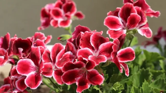 1783681750-ponovo-bujajpg-690x480