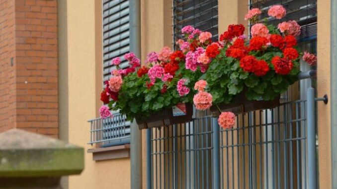 62a9abbc-e4ec-41f9-84f1-4c650a0a0a64-pelargonija-830x0-690x480