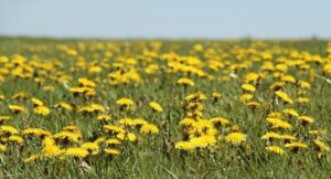 dandelion-3382663_640-620x334-1-300x162